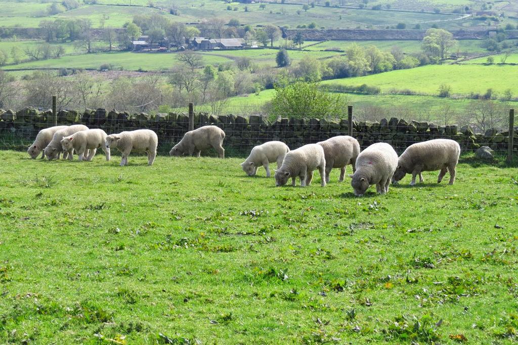 Moorland View Farm B&B Oakamoor Bagian luar foto